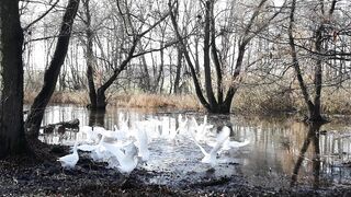 Весна и гуси