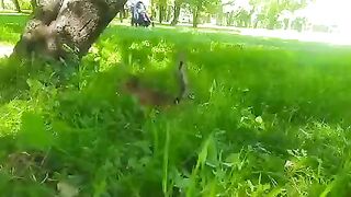 Видео с белочкой.