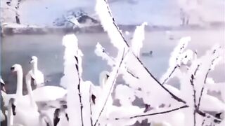 Прекрасные лебеди.