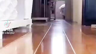 Попрыгунчик