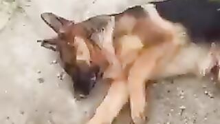 видео, с трудолюбивой Белочкой