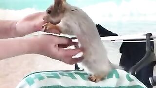 Белочка Соня