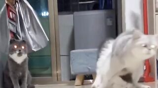 Смешные Собаки и  Кошки