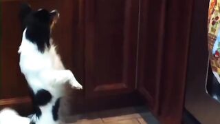 Смешные видео о домашних животных