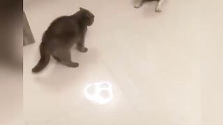 Собаки и  Кошки 2