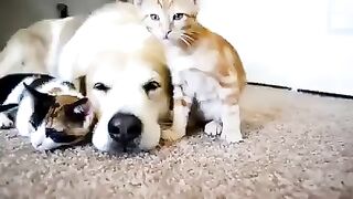 Крутое видео о дружбе животных