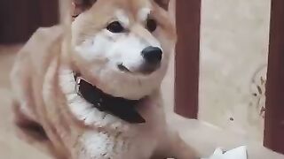 Поучительное видео о людях и животных