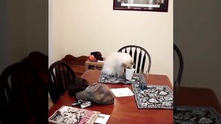 ЗАБАВНЫЕ приколы про животных