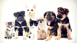САМЫЕ ИНТЕРЕСНЫЕ ФАКТЫ О ДОМАШНИХ ЖИВОТНЫХ