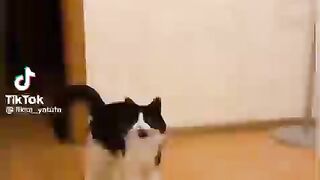 Смотри как я умею