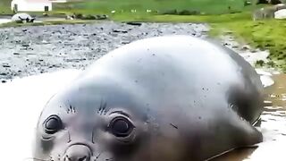 Сладкая булочка