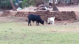 Bull and goat fighting