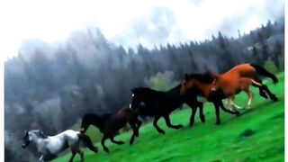 Табун лошадей в грозу.