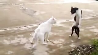 5 коротких смешных видео про животных