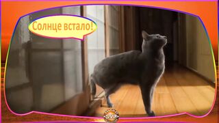 Видео прикол про котов