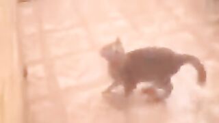 Короткие Лучшие видео и смешные приколы с животными