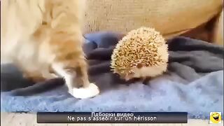 короткие смешные ролики про животных