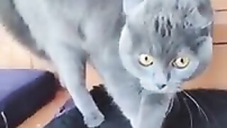 Кот обиделся _ Слоножопное сиятельство