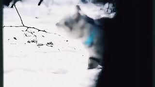 Кот хищник _ Приколы Животные