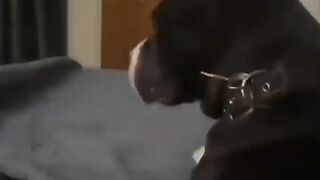 Попрыгунчик 2