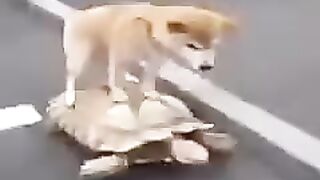 Переезд короткие лучшие видео и смешные приколы с животным