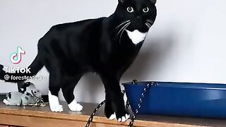 Коты как дети _ Прикольный кот