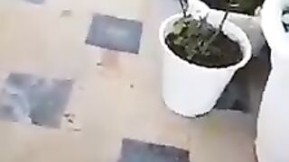 Важное о голубях