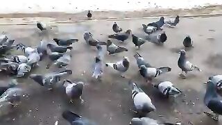 Голуби в парке