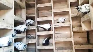 Голуби гнездятся