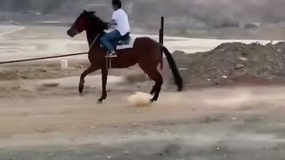 скорость лошади