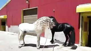 Самые красивые лошади мира.