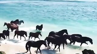Дикие лошади на острове