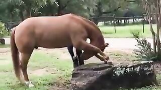 Этой лошади нужно в балет!