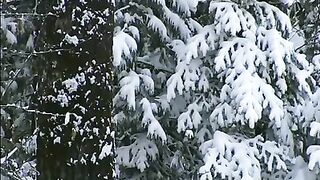 Якутские лошади.