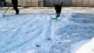 Собака помощник