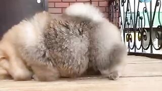 Мохнатая плюшка
