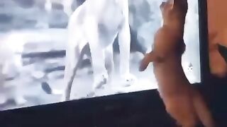 Какая большая кошка