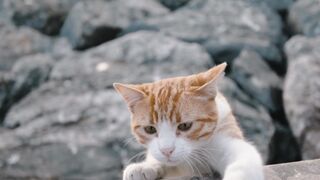 Playing cats