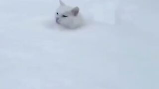 И коты любят снег.