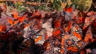 Утро с бабочками.