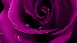 ROSES! Beautiful Music! Amil Music