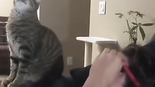 Приколы с животными 2