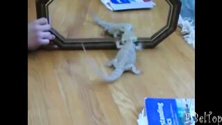 Смешное видео про животных 2