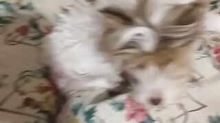 Мадам Снежана отдыхает