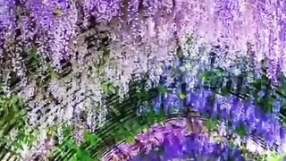 Посмотри,как хорош мир...