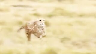 Leopard and crocodile fight / sultan Buriro YouTube channel