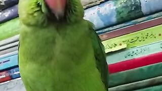 Talking Parrot Ringneck