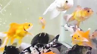 Beatifull Fish Aquram