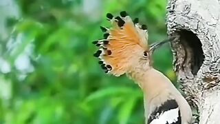 Subhan Allah