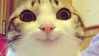 If Cats Could talk part 1| Funny Voice Over Compilation